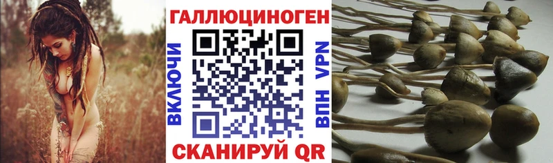 где найти   Северо-Курильск  Псилоцибиновые грибы Cubensis 